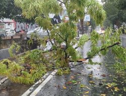 Hujan Semalaman Guyur Pacitan, Warga Bersyukur tetapi Waspada Angin Kencang dan Pohon Tumbang